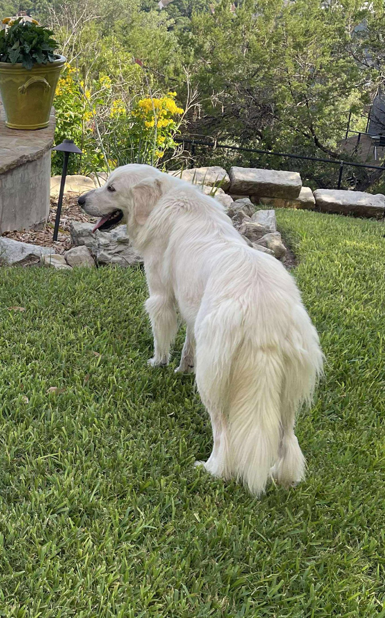 adoptable Dog in Houston, TX named Sequoia