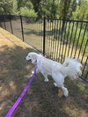 Sequoia ( Sadie at adoption)