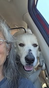 Sequoia ( Sadie at adoption)