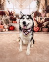 Mishka