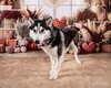 Mishka