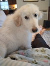 Cody