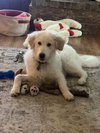 Cody