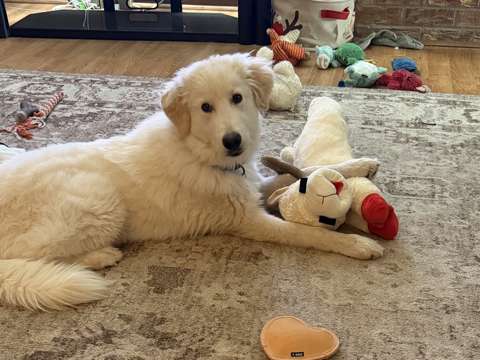 Cody