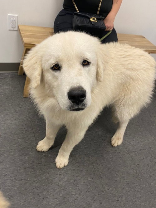 picture of the dog needing adoption