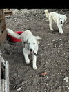 Oso