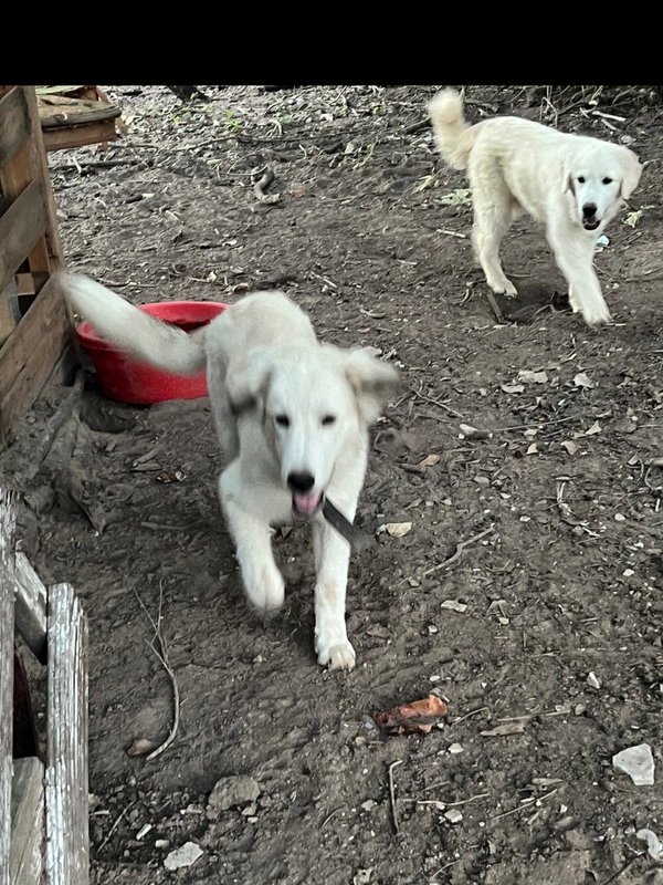 Oso