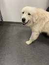 Oso (Stanley at adoption)