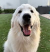 Oso (Stanley at adoption)