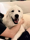 Oso (Stanley at adoption)