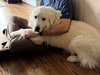 Oso (Stanley at adoption)