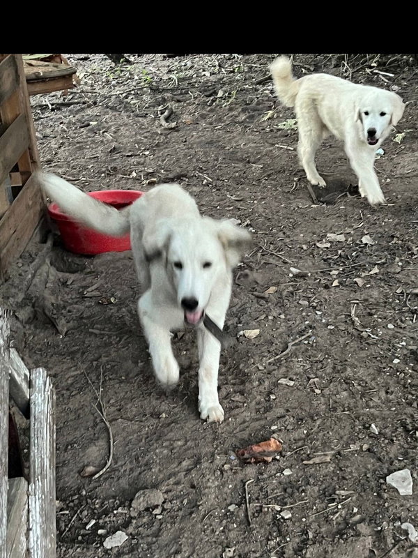 Canelo