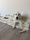 Canelo