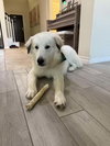 Canelo