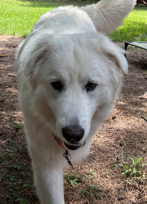 Sigrid, an adoptable Great Pyrenees in Houston, TX