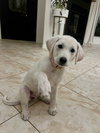 Tilly