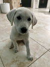 Tilly