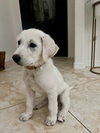 Tilly