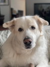 Enzo