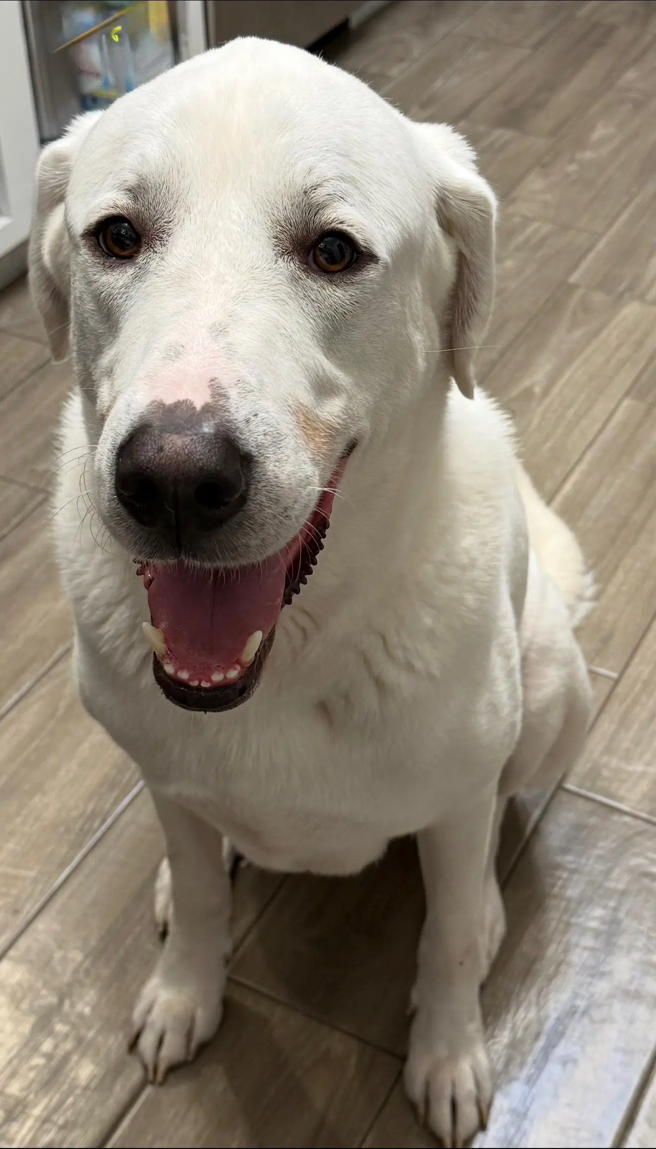Blanco - Great Pyrenees