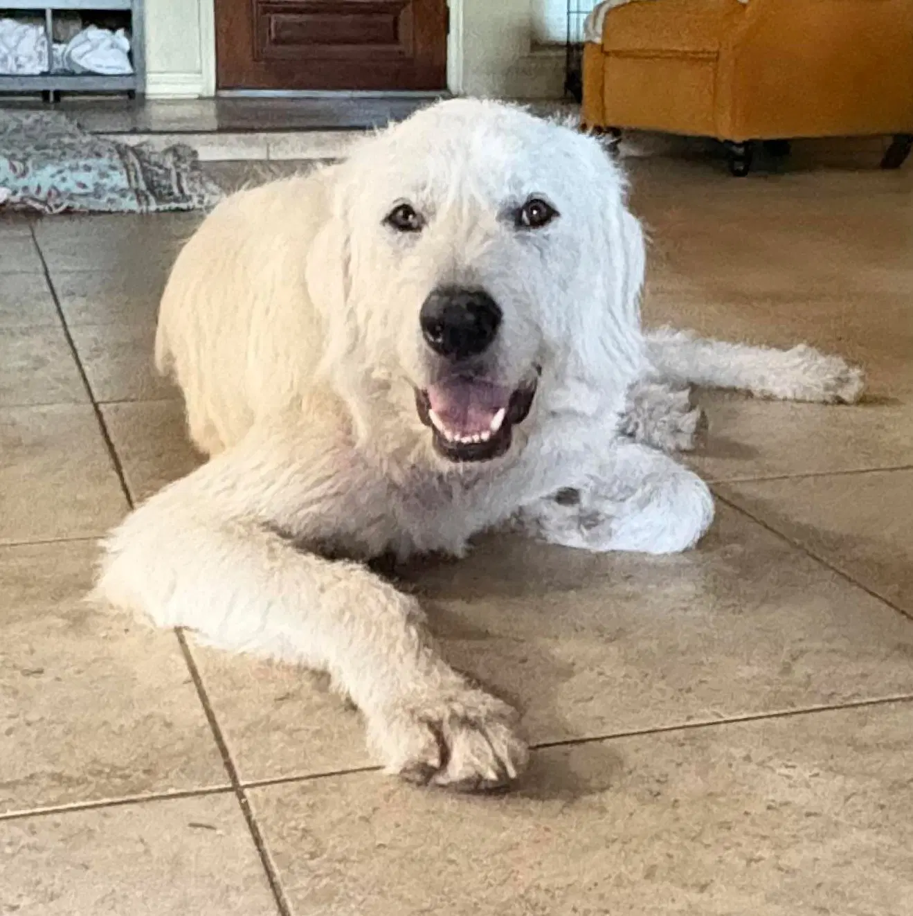 Max - Great Pyrenees