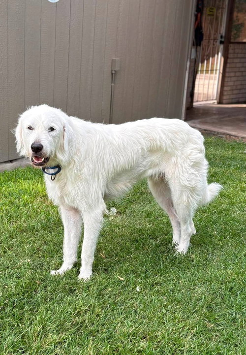Max, an adoptable Great Pyrenees in Houston, TX