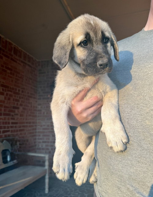 Curley, an adoptable Great Pyrenees in Houston, TX