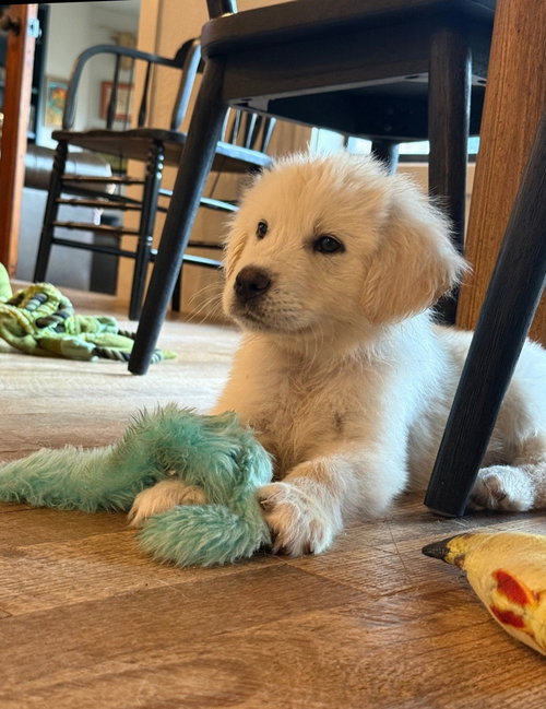 Biscuit, an adoptable Great Pyrenees in Houston, TX