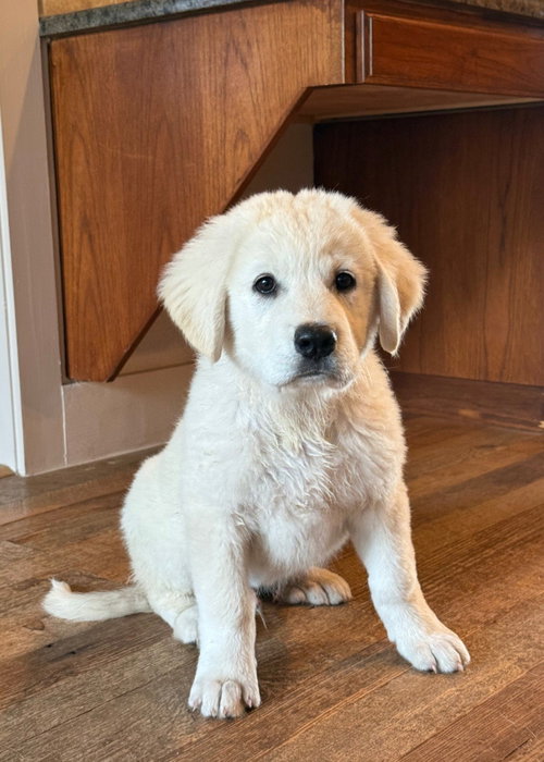 Boss, an adoptable Great Pyrenees in Houston, TX