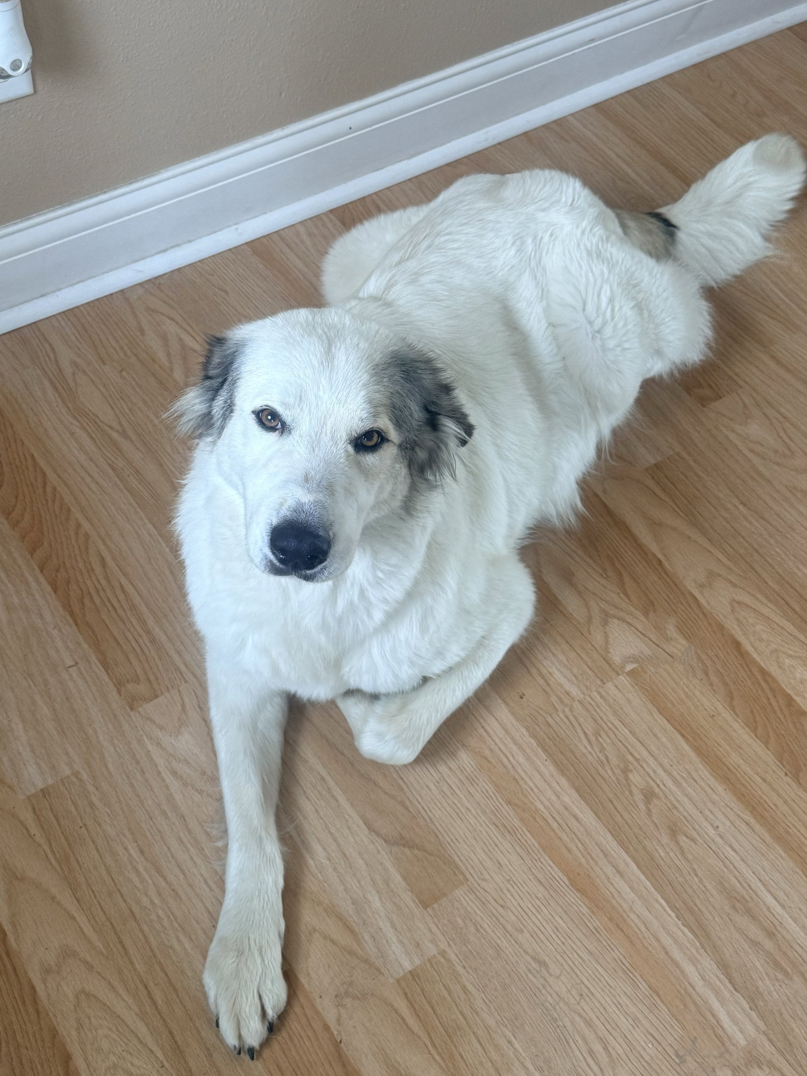 Koda
