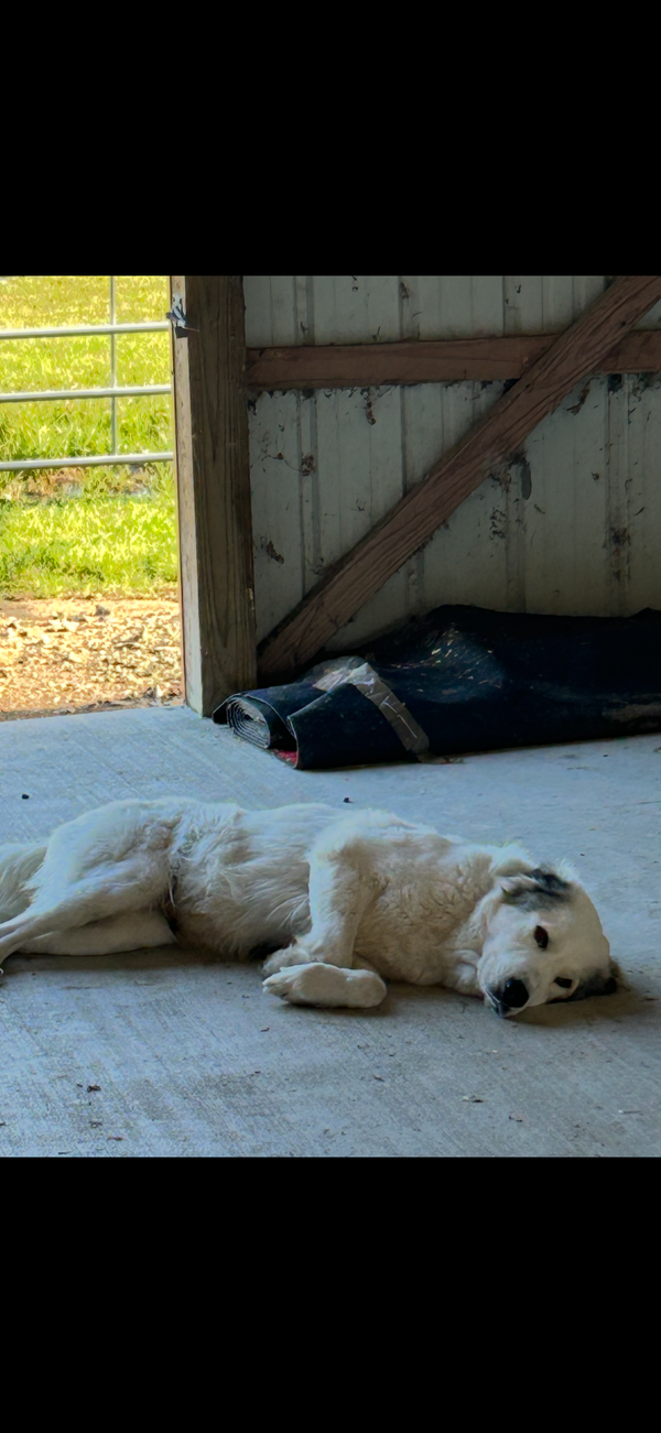Koda