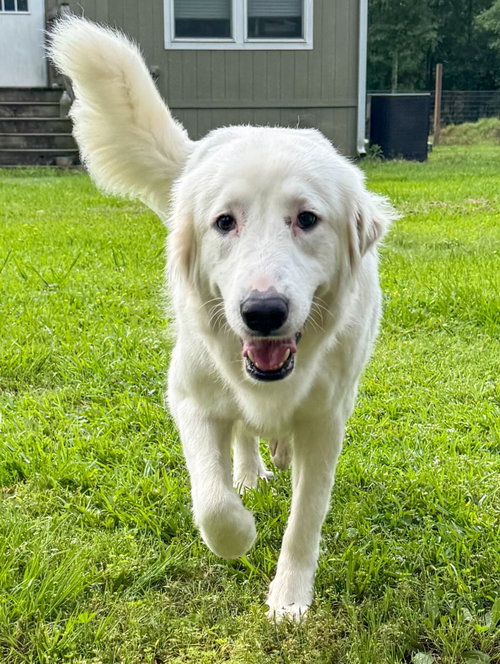 Skyler (aka Skye) photo 2