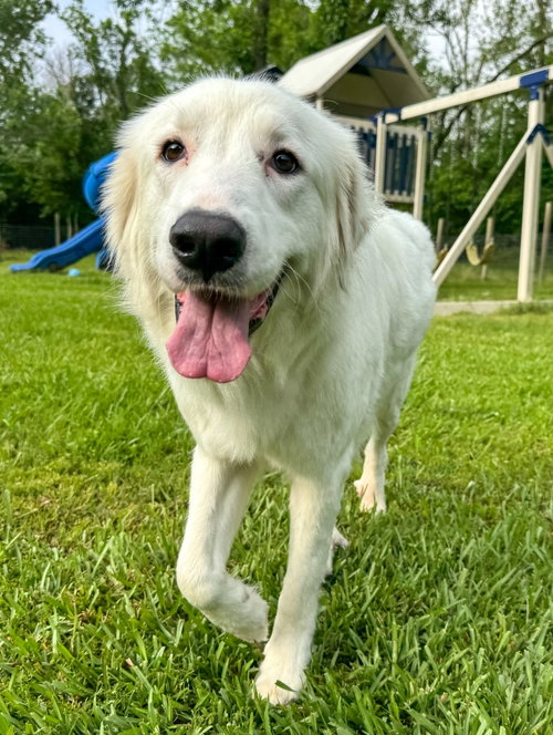 Skyler (aka Skye) photo 5