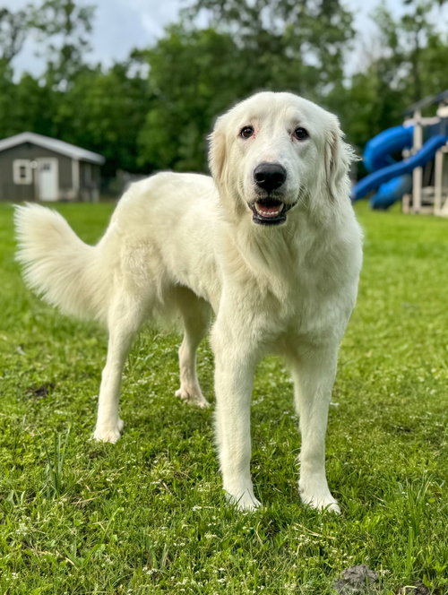 Skyler (aka Skye) photo 6
