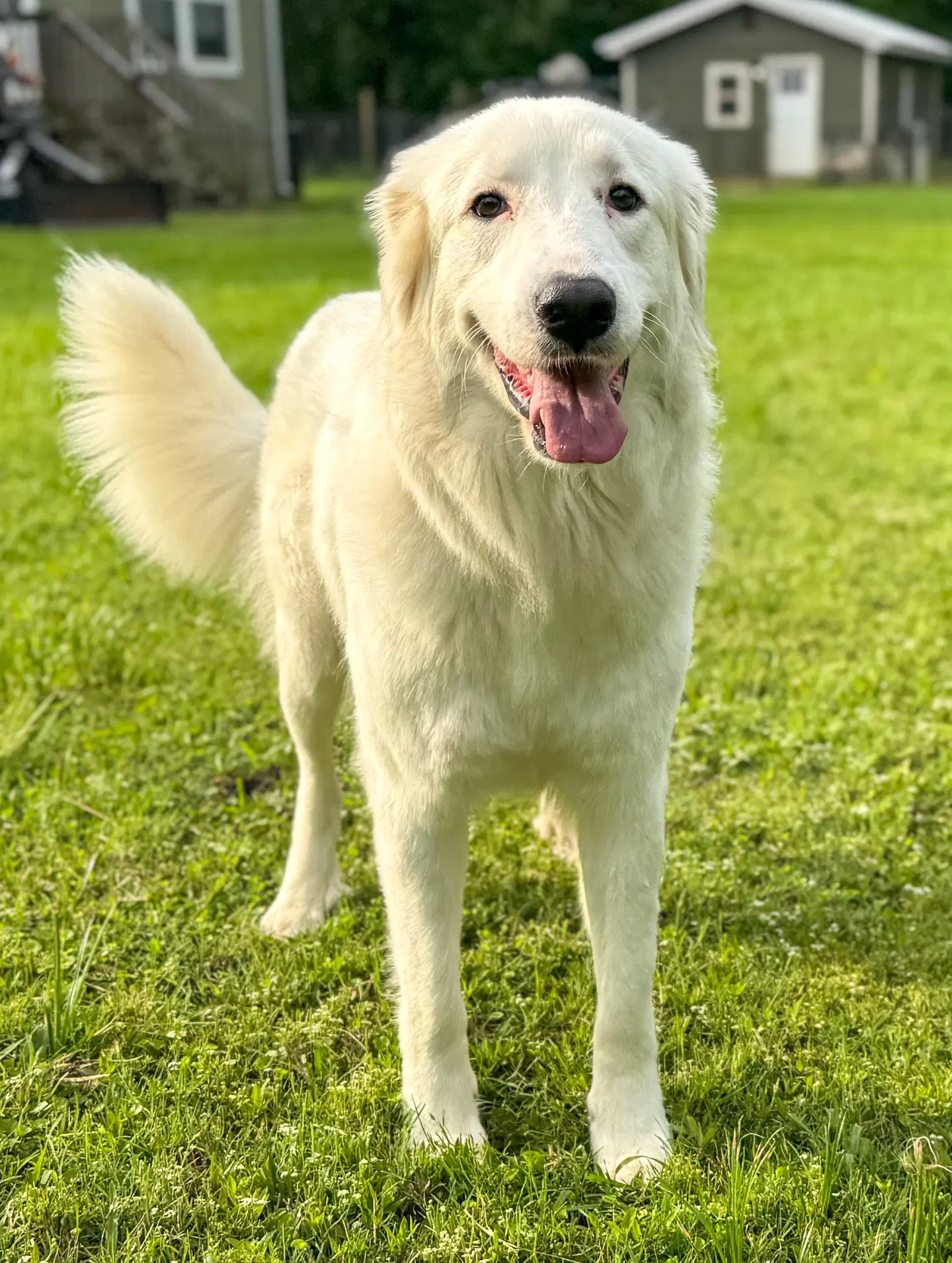 Skye Aka Skyler image 4