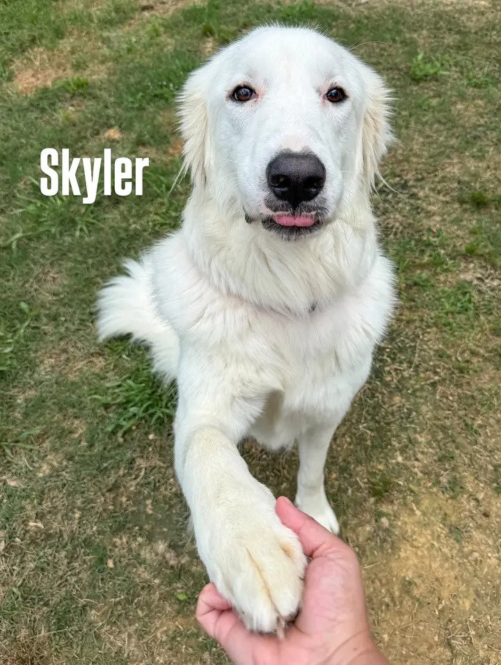 Skyler