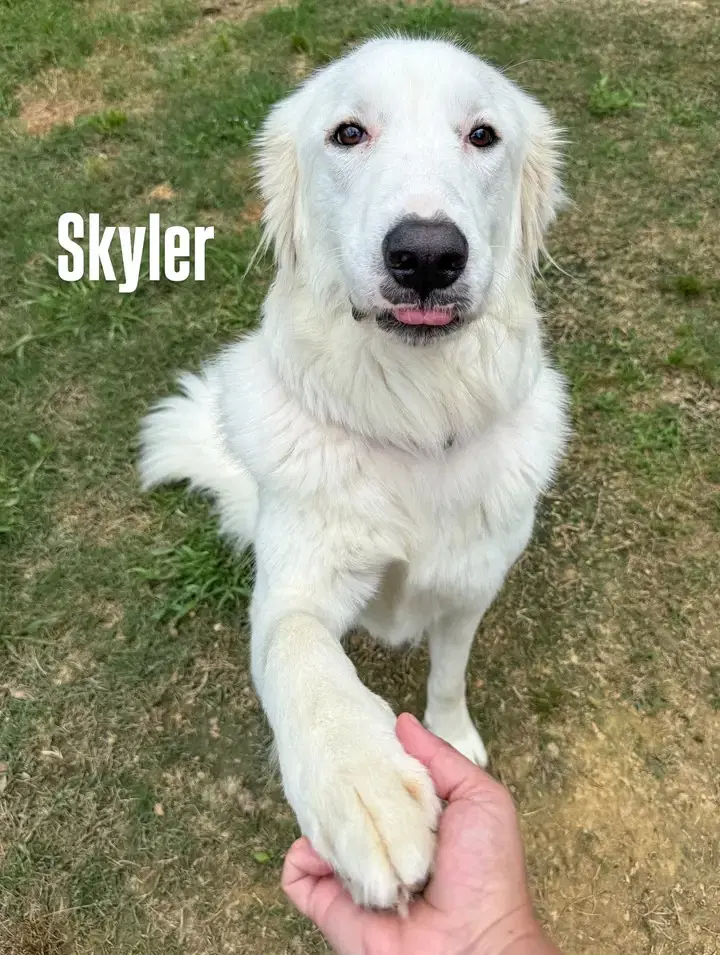 Skye Aka Skyler image 1
