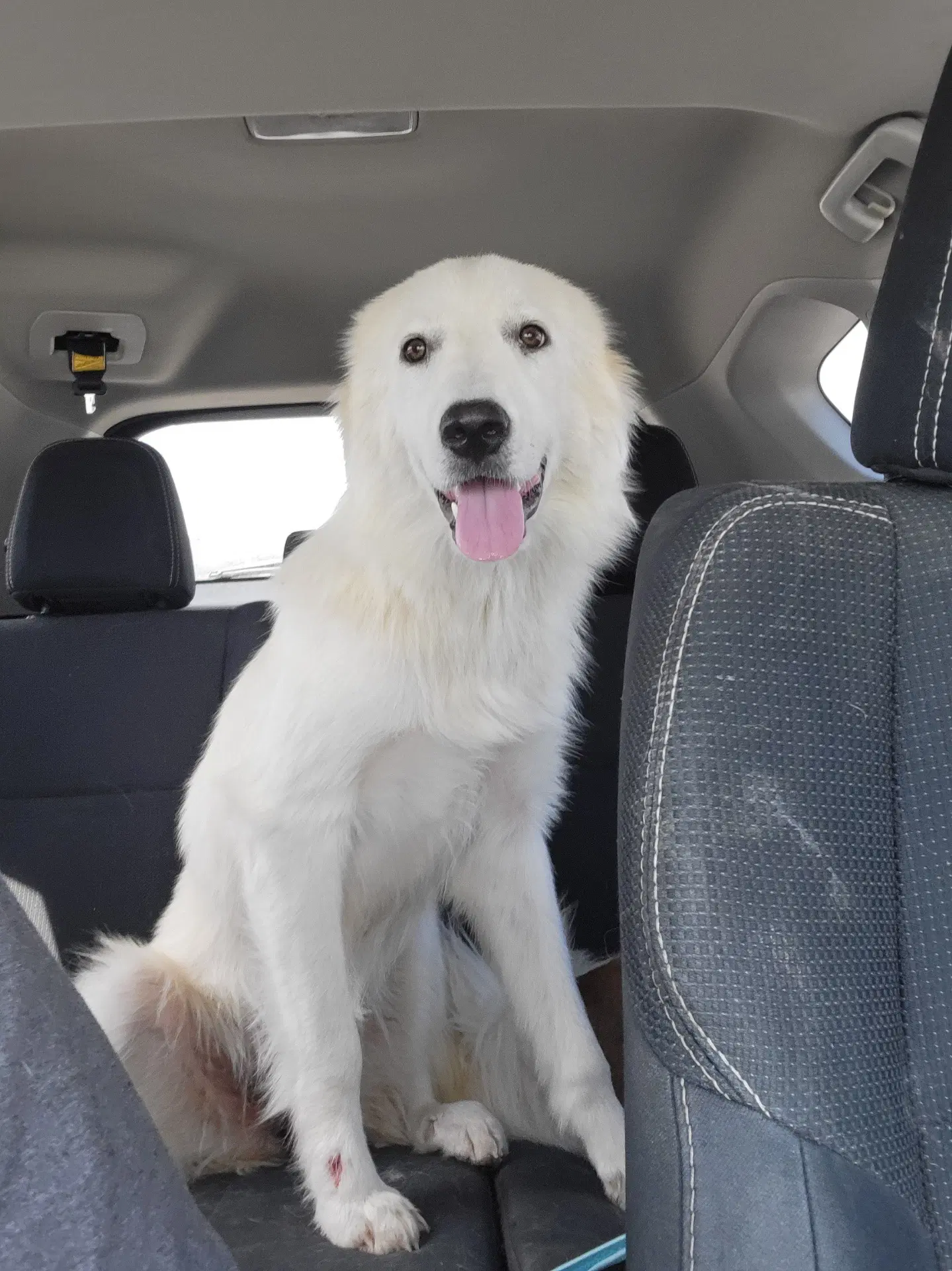 Gemma - Great Pyrenees
