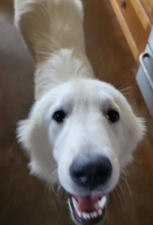 Gemma photo 2