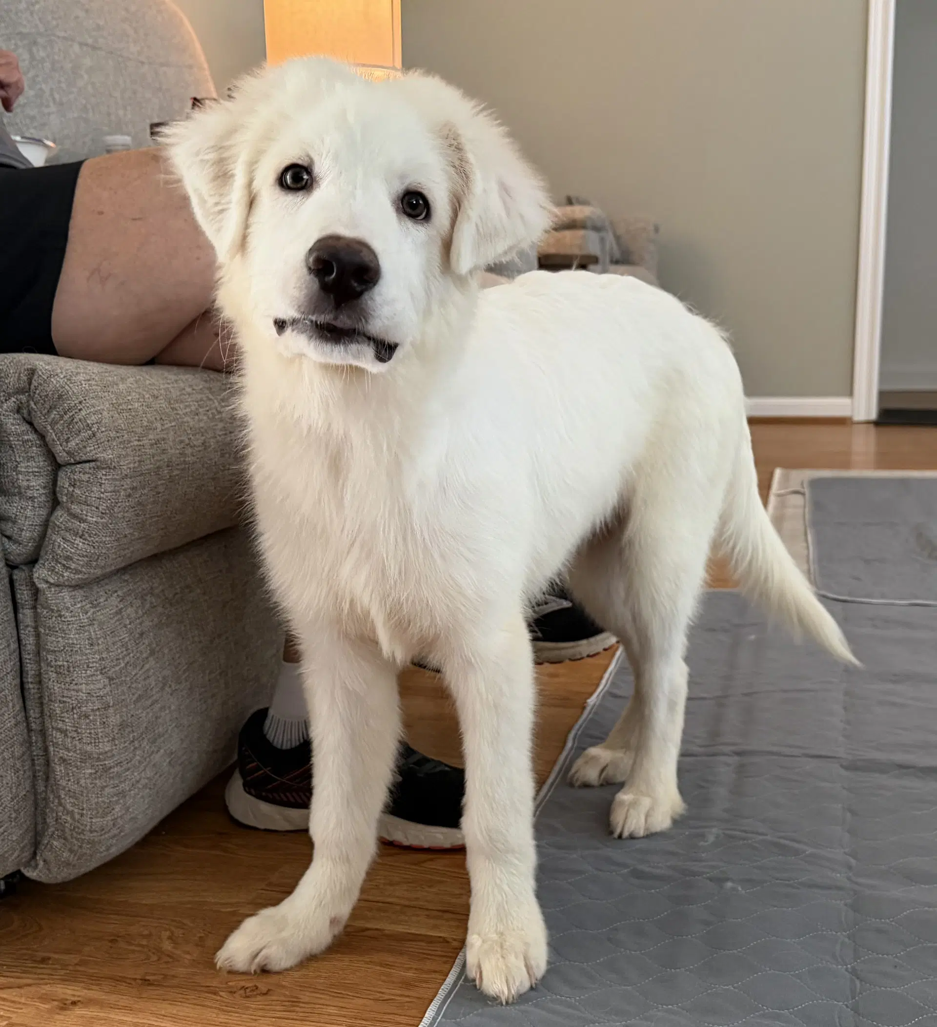 Fletcher - Great Pyrenees