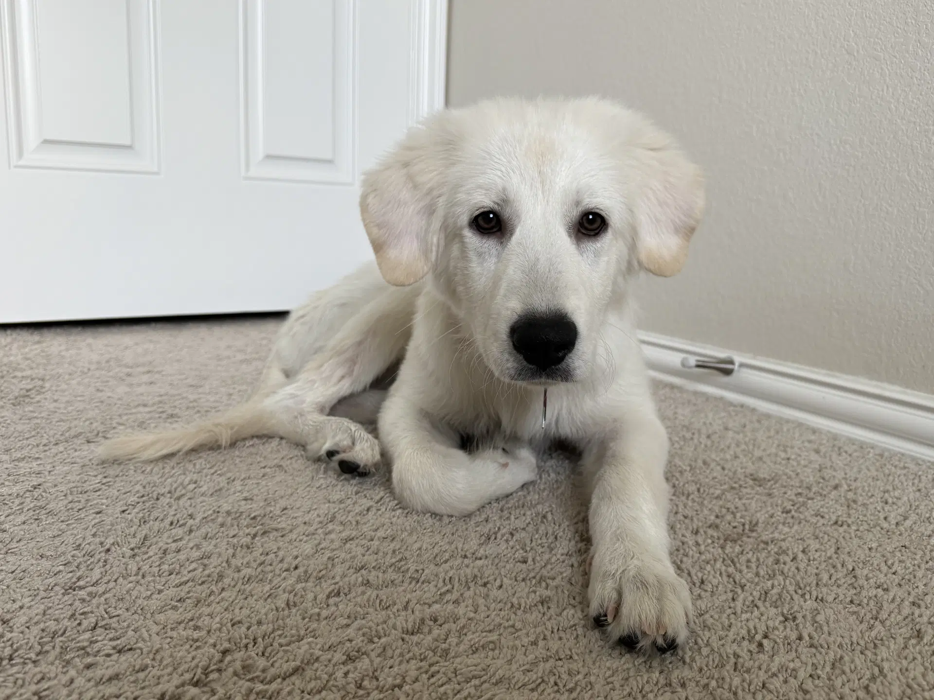 Millie - Great Pyrenees