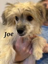 The Coffee Crew-PUPPIES! (New England)