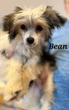 The Coffee Crew-PUPPIES! (New England)
