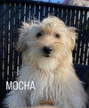 The Coffee Crew-PUPPIES! (New England)