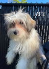 The Coffee Crew-PUPPIES! (New England)