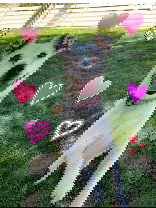 Dottie