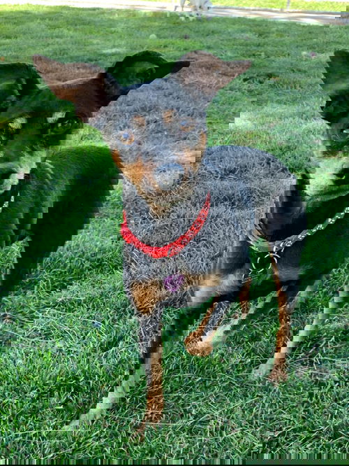Pippi
