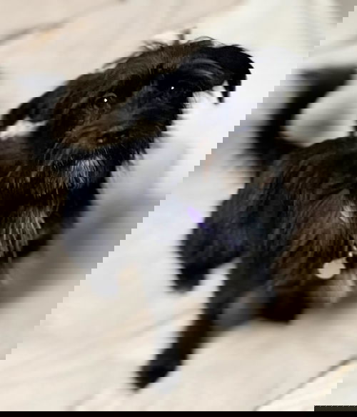 Duke