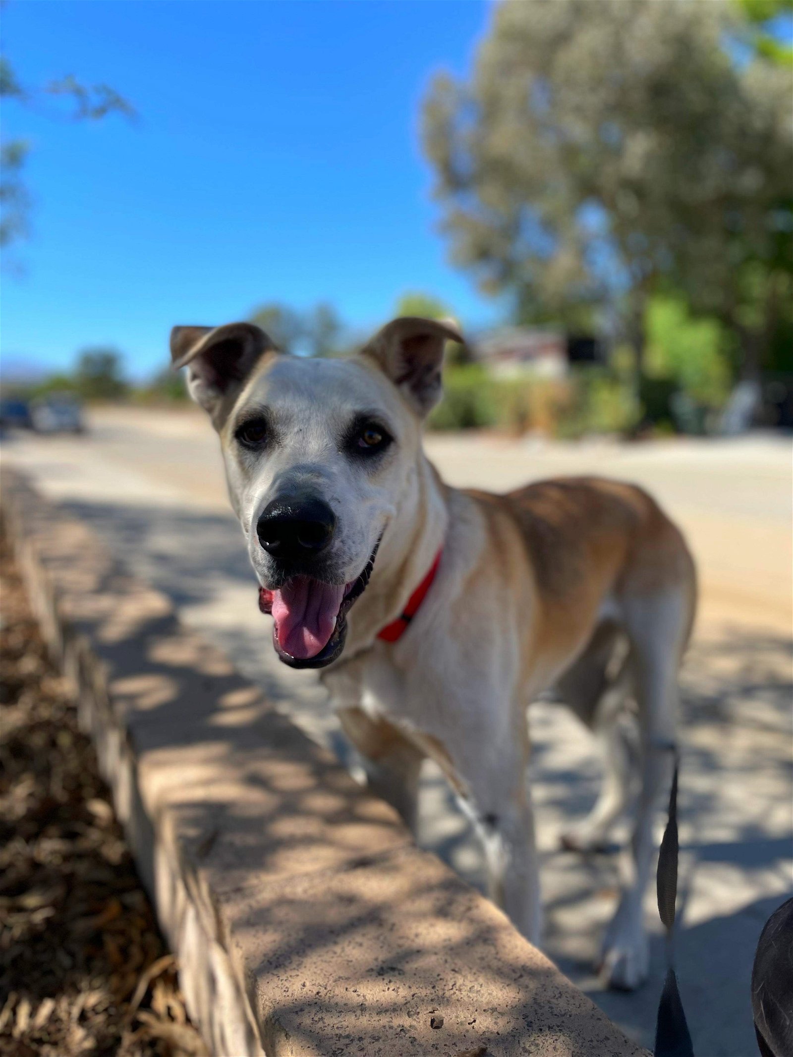 adoptable Dog in La Verne, CA named Zion