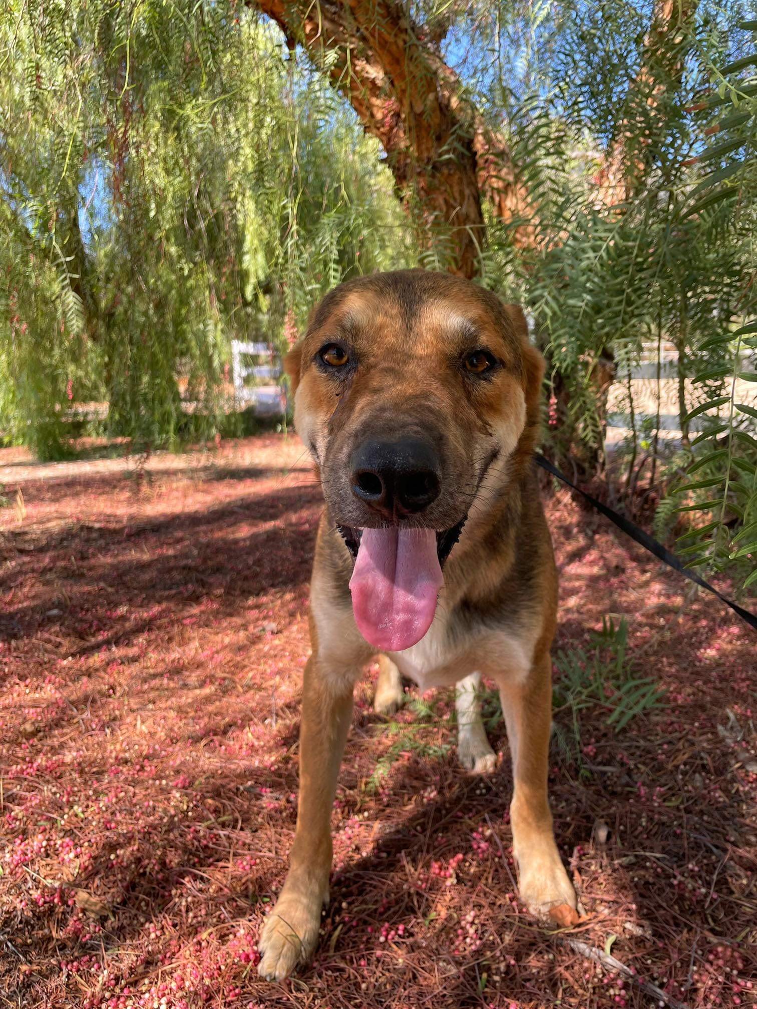 adoptable Dog in La Verne, CA named Ezra